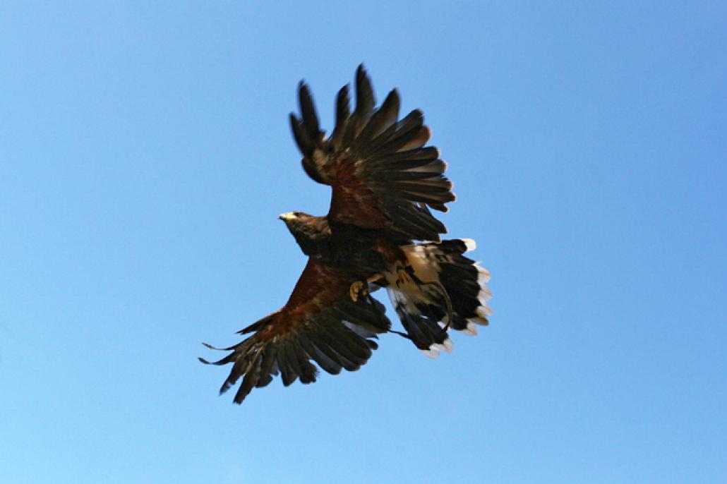 Harris Hawk „Lancelot“