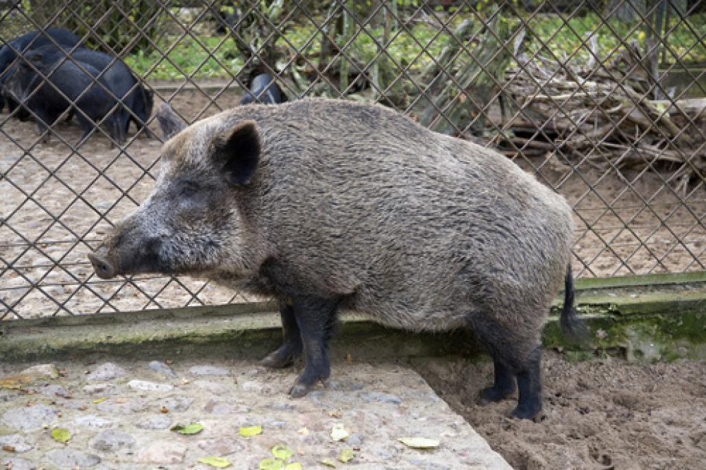 Viel Spaß im Schwentinepark – Mitten in der Natur gelegen, ist der Schwentinepark in Raisdorf-Nord ein toller und dazu noch kostengünstiger Ausflugstipp für die ganze Familie. Herzstück ist ein Wildpark mit über 400 Tieren. Unter anderem Wildschwei