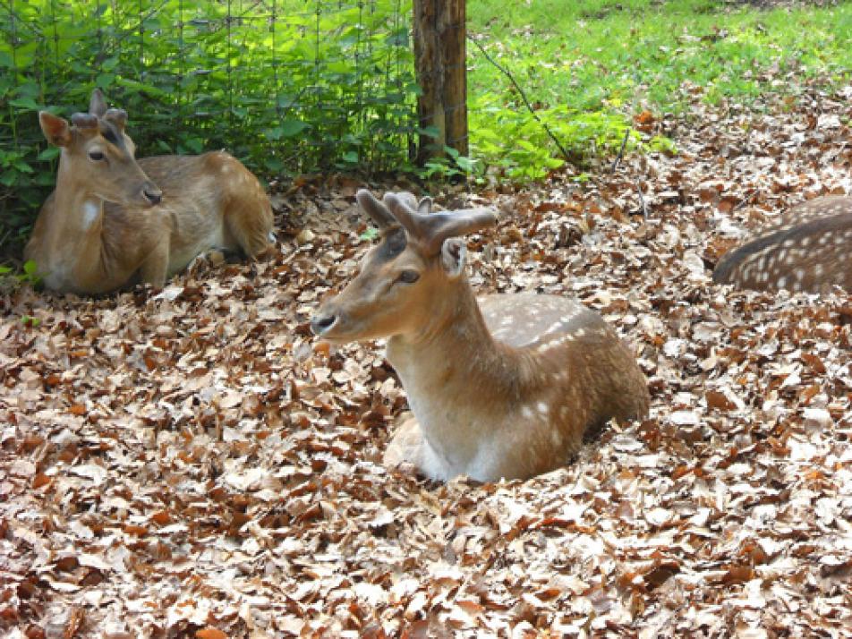 Tierisch gut! – Wussten Sie, dass es in Kiel fünf städtische Tiergehege gibt, in denen derzeit rund 160 einheimische und in Schleswig-Holstein eingebürgerte Wildtierarten sowie europäische Haustierarten leben? Auerochsen, Bisons, Exmoor-Ponys, Sika-