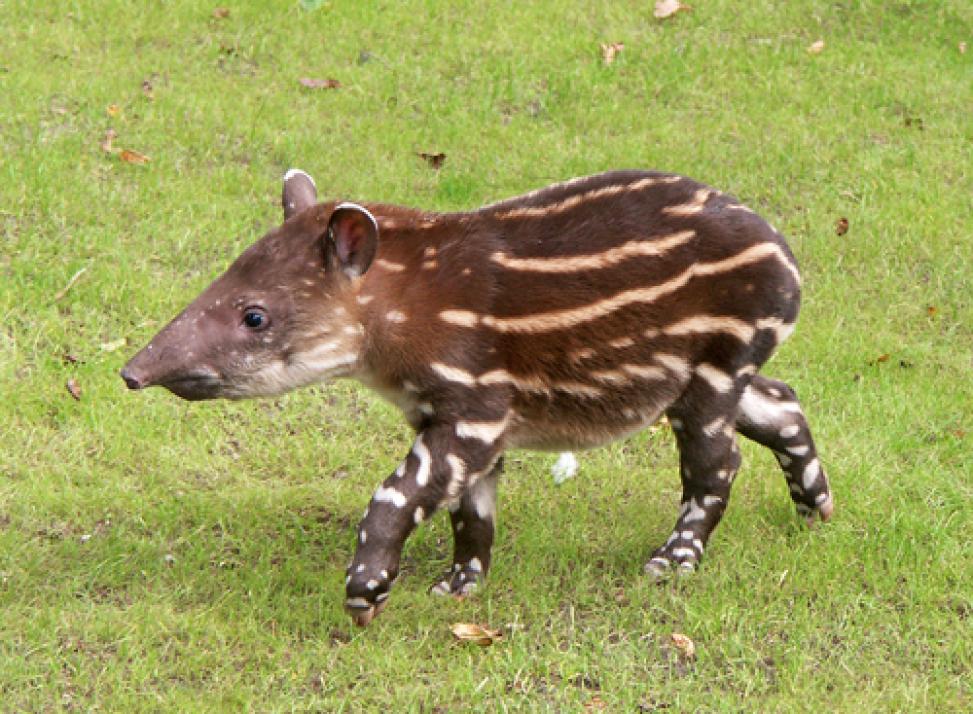 Türchen 9: Über 850 Tiere warten hinter Türchen neun, denn hier verstecken sich drei Familienkarten für einen Besuch im Tierpark Gettorf. Egal, ob Sie eine Groß- oder Kleinfamilie sind, genießen Sie einen unvergesslichen Tag zwischen Zebras, Affen u